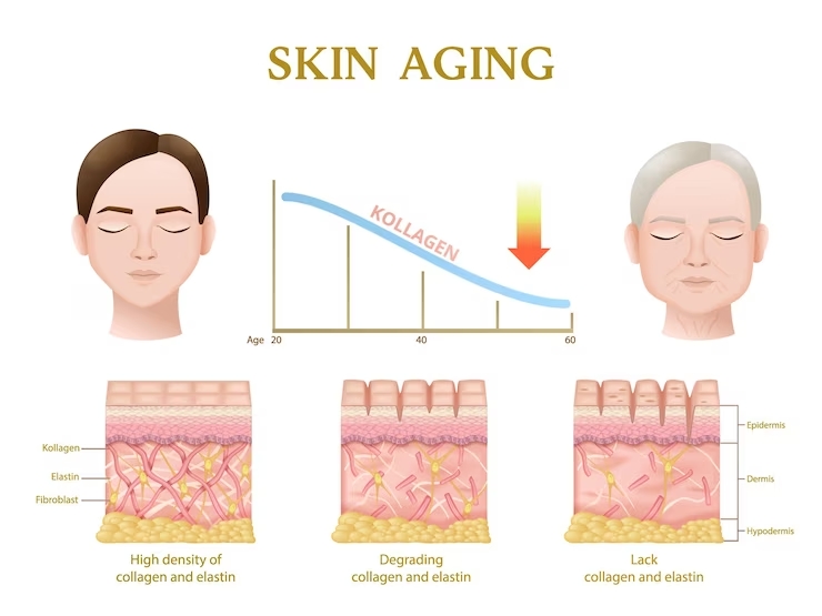 Skin Aging Process